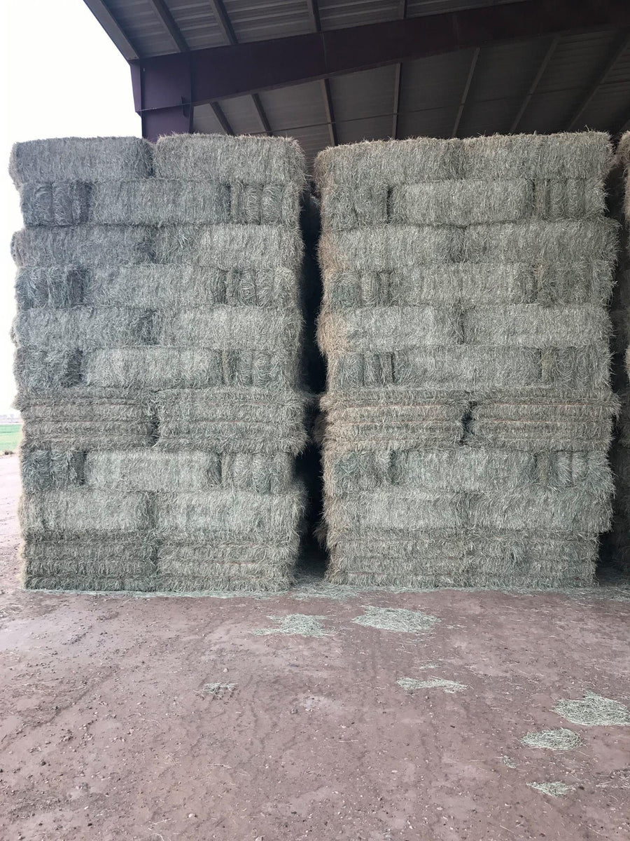 Why Teff Hay is So Expensive Understanding the Premium Price Tag Hay