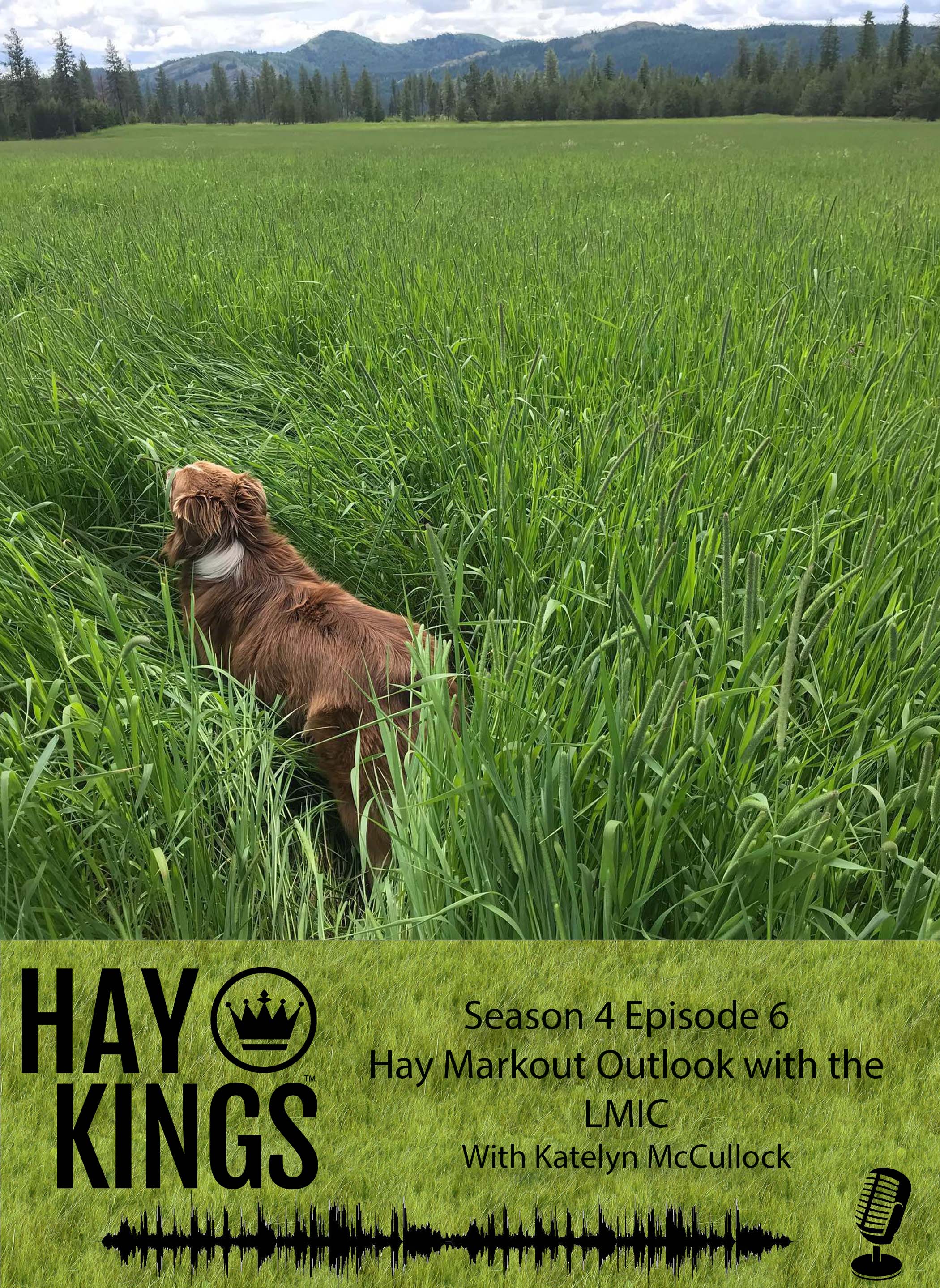 Hay Kings Podcast: Hay Market Outlook with the LMIC