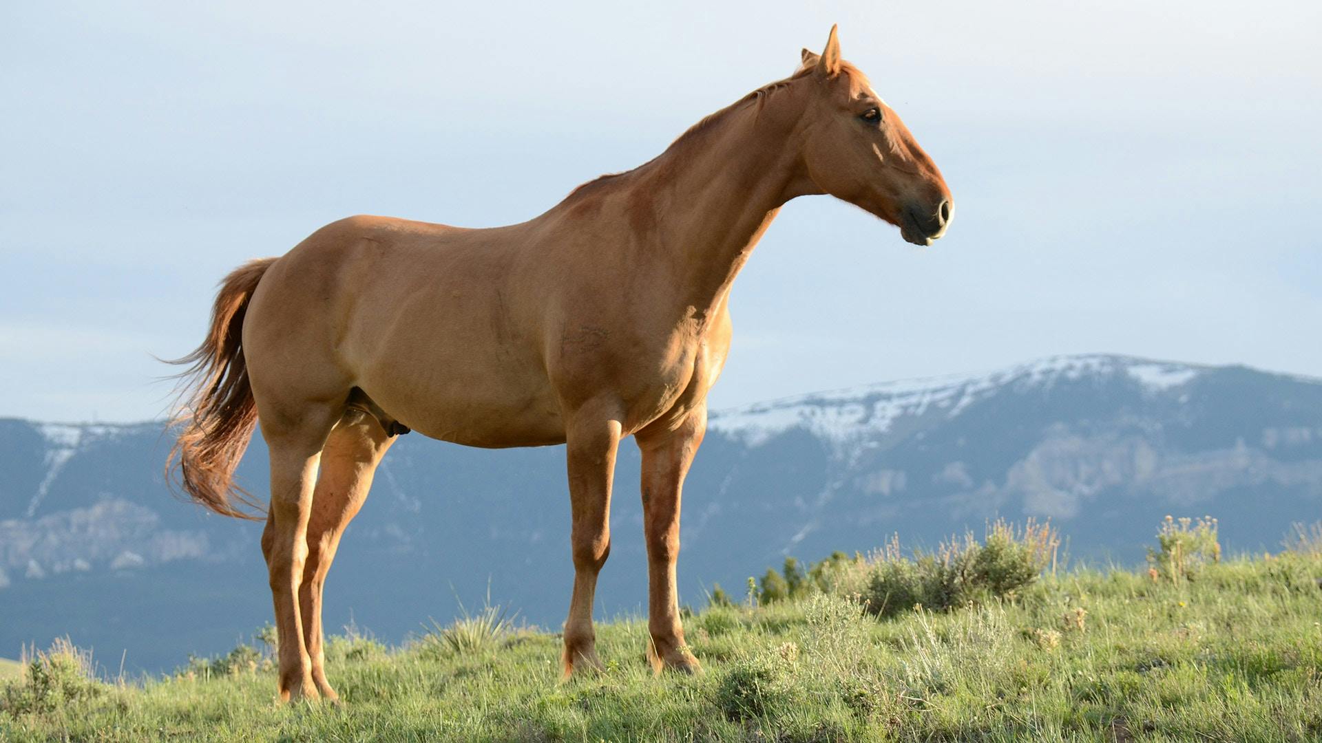 The Importance of Feed Testing in Hay Purchases for Horse Owners
