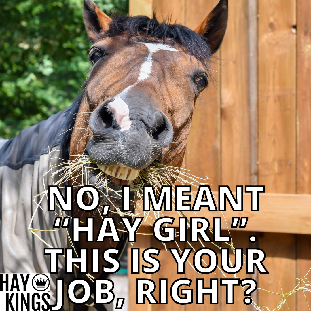 Why Horse Owners Are Selective About Hay: Health and Nutrition Priorities