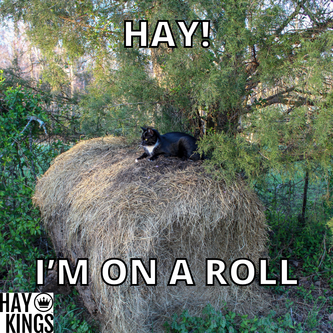 Storing Hay the Right Way: Understanding Why Hay Spoils in Storage ...