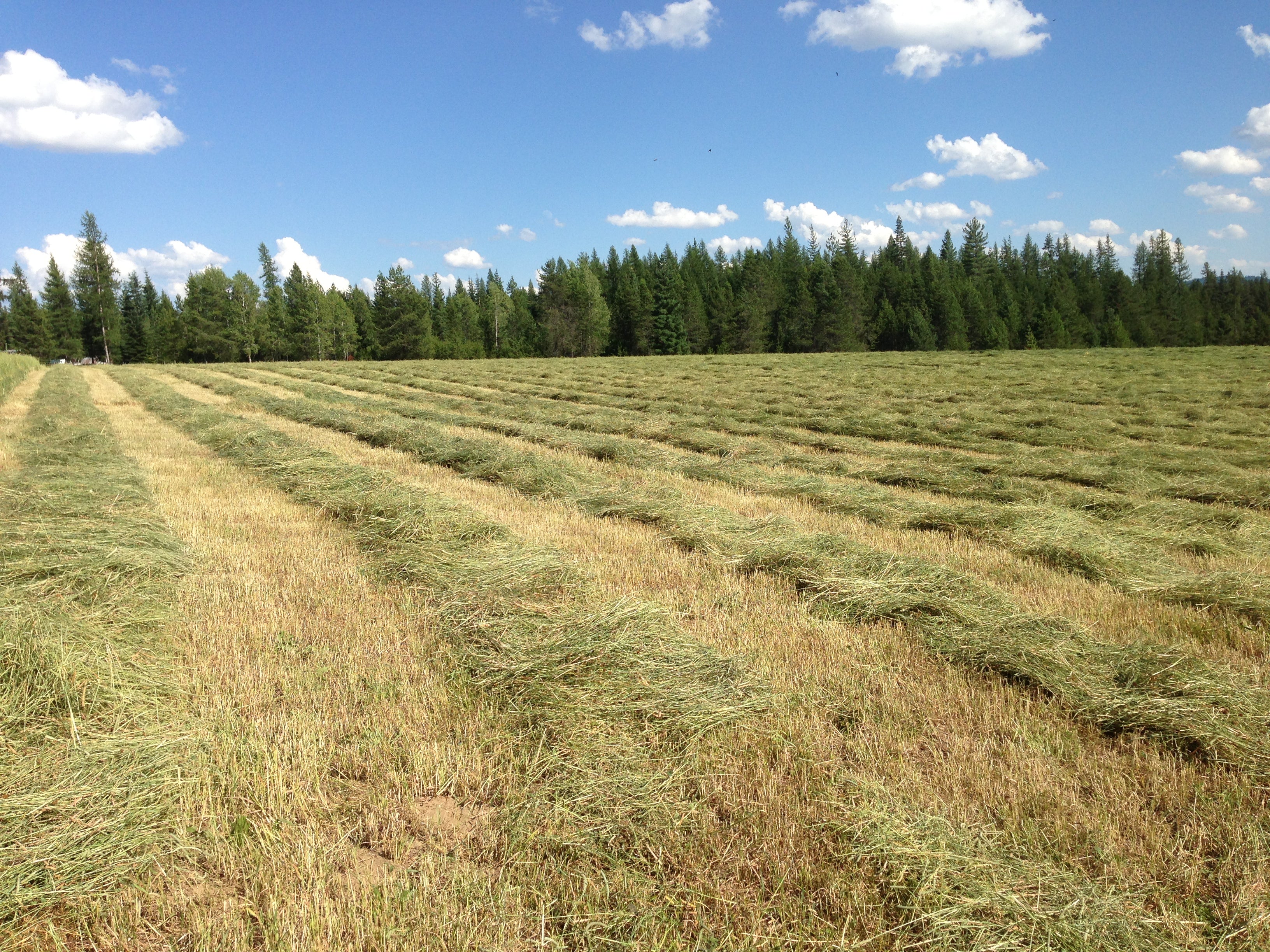 Hay Kings: Technology with Neil Messick