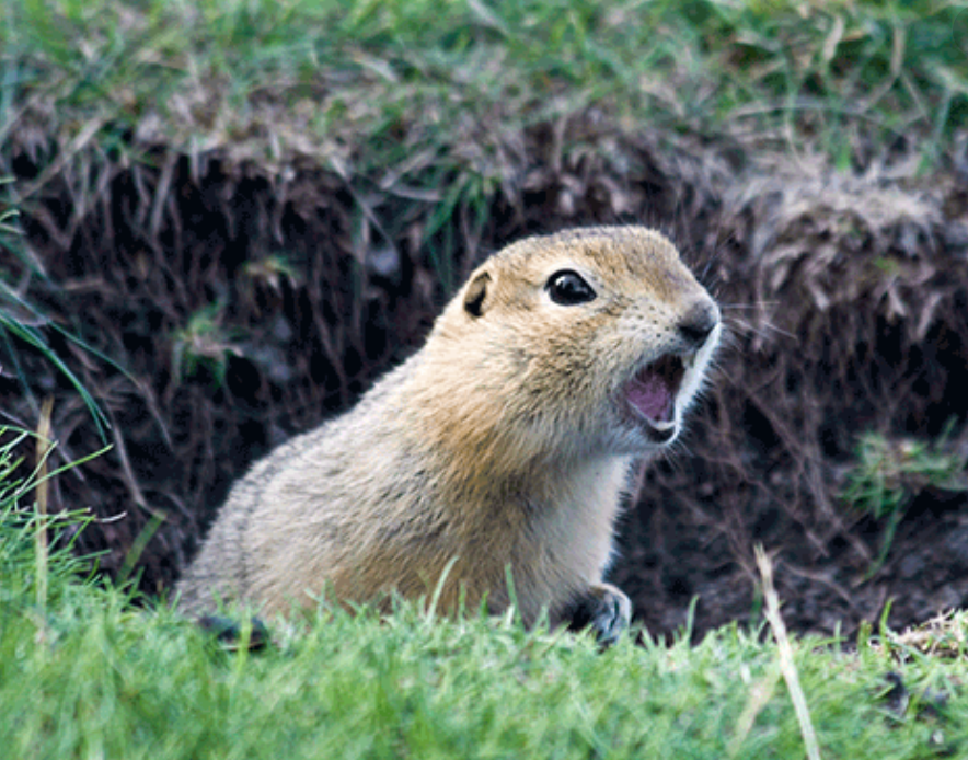 Got Gophers? Helpful information to get rid of them!
